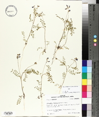 Astragalus leptocarpus image