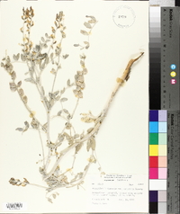Astragalus lentiginosus var. variabilis image