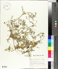 Astragalus lentiginosus var. variabilis image