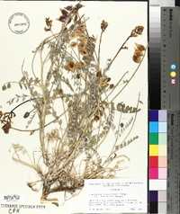 Astragalus lentiginosus var. variabilis image
