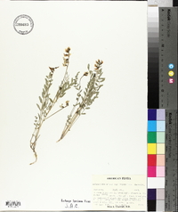 Astragalus miser var. hylophilus image