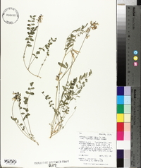 Astragalus miser var. hylophilus image