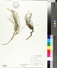 Astragalus miser image
