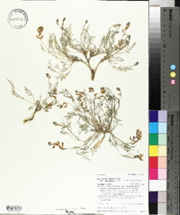 Astragalus miser var. decumbens image