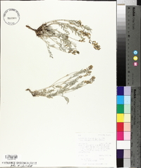 Astragalus miser var. decumbens image