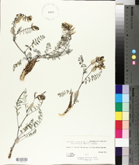 Astragalus minthorniae image