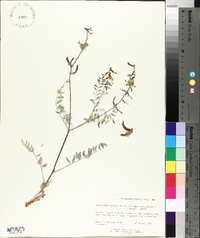 Astragalus minthorniae image