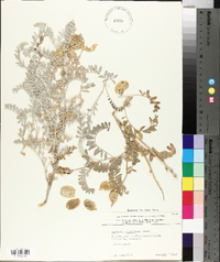 Astragalus miguelensis image