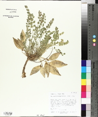 Astragalus megacarpus image