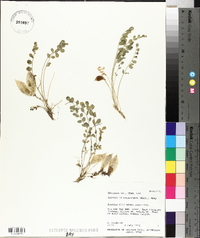 Astragalus megacarpus image