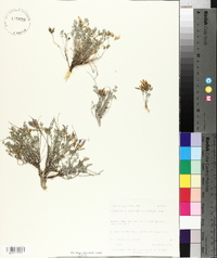 Astragalus megacarpus image