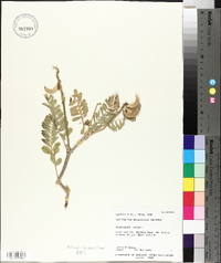 Astragalus malacoides image