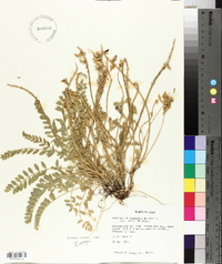 Astragalus mollissimus var. coryi image