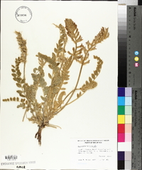 Astragalus mollissimus image