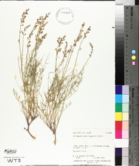 Astragalus moencoppensis image