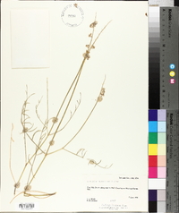 Astragalus moencoppensis image