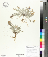 Astragalus missouriensis image