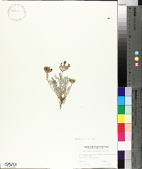 Astragalus missouriensis image