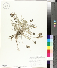 Astragalus missouriensis image