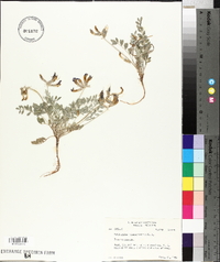 Astragalus missouriensis image