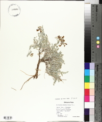 Astragalus missouriensis image