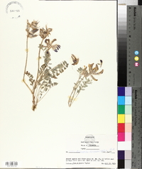 Astragalus missouriensis image