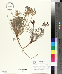 Astragalus missouriensis image