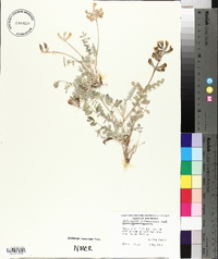 Astragalus missouriensis image