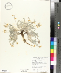 Astragalus missouriensis image