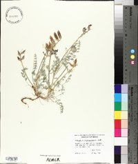 Astragalus missouriensis image