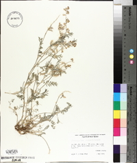 Astragalus missouriensis image