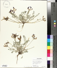 Astragalus missouriensis image