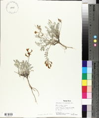 Astragalus missouriensis image