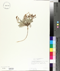 Astragalus missouriensis image