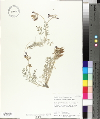 Astragalus missouriensis image