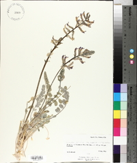 Astragalus mollissimus image