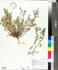 Astragalus wetherillii image