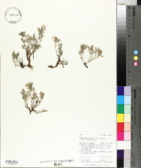Astragalus vexilliflexus var. vexilliflexus image