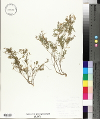 Astragalus vexilliflexus var. vexilliflexus image