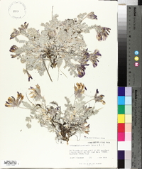 Astragalus utahensis image