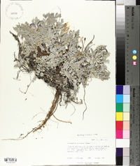 Astragalus utahensis image