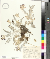 Astragalus utahensis image