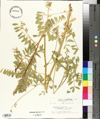 Astragalus cooperi image