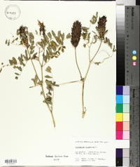 Astragalus canadensis image