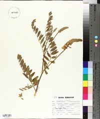 Astragalus canadensis image
