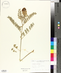 Astragalus canadensis image