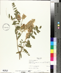 Astragalus canadensis image