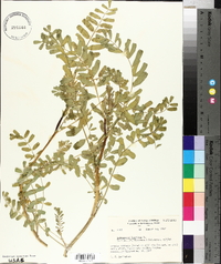 Astragalus boeticus image