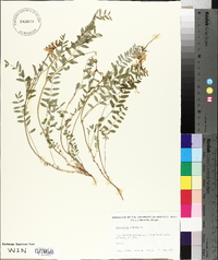 Astragalus alpinus image