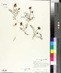 Astragalus alpinus image